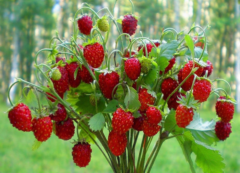 Сезон ягод будет длиться круглый год: подготовлен бизнес-план организации предприятия по выращиванию земляники гидропонным методом